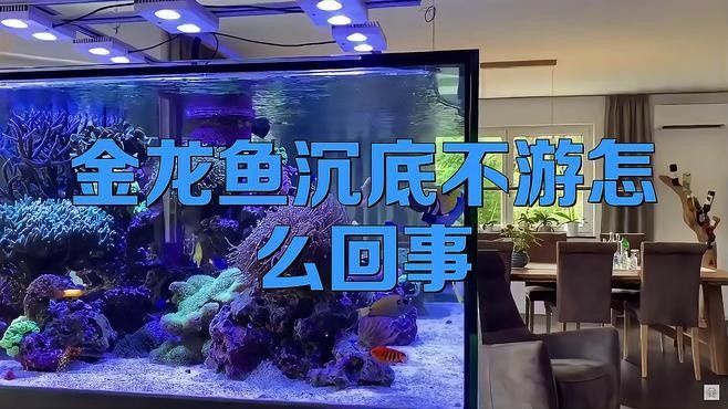 龍魚趴缸底不游是什么病