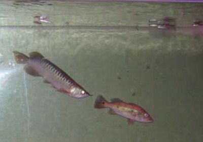 古典過(guò)背金龍魚(yú)多久發(fā)色完成的：揭秘古典過(guò)背金龍魚(yú)的變色奧秘