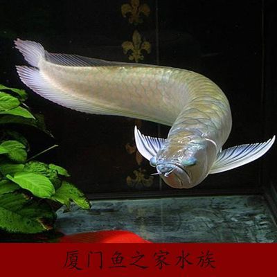 古典過(guò)背金龍魚(yú)多久發(fā)色完成的：揭秘古典過(guò)背金龍魚(yú)的變色奧秘