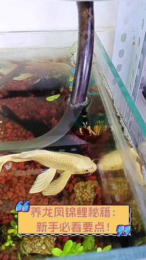 錦鯉和龍魚混養圖片 錦鯉和龍魚混養圖片 龍魚百科 第2張