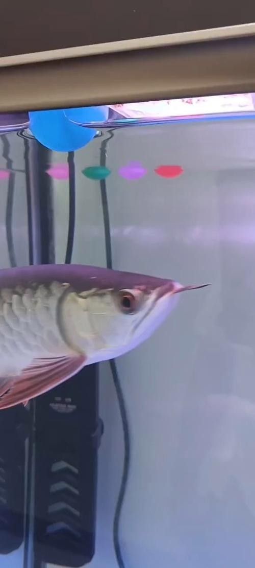 錦鯉和龍魚混養圖片 錦鯉和龍魚混養圖片 龍魚百科 第1張