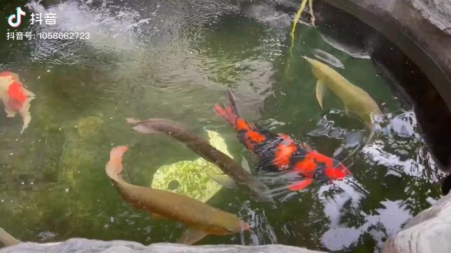 錦鯉和龍魚混養圖片 錦鯉和龍魚混養圖片 龍魚百科 第14張