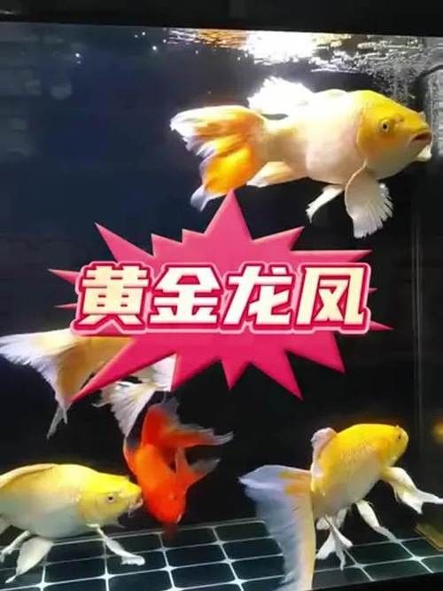 錦鯉和龍魚混養圖片 錦鯉和龍魚混養圖片 龍魚百科 第12張