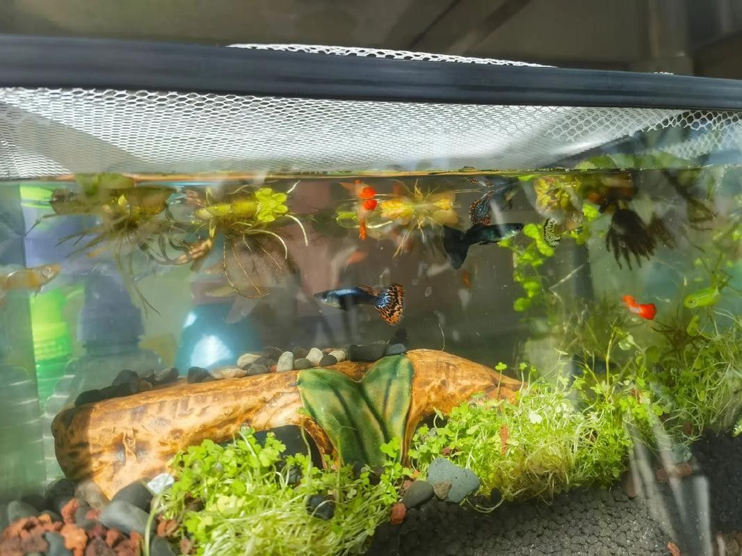 錦鯉和龍魚混養圖片 錦鯉和龍魚混養圖片 龍魚百科 第9張