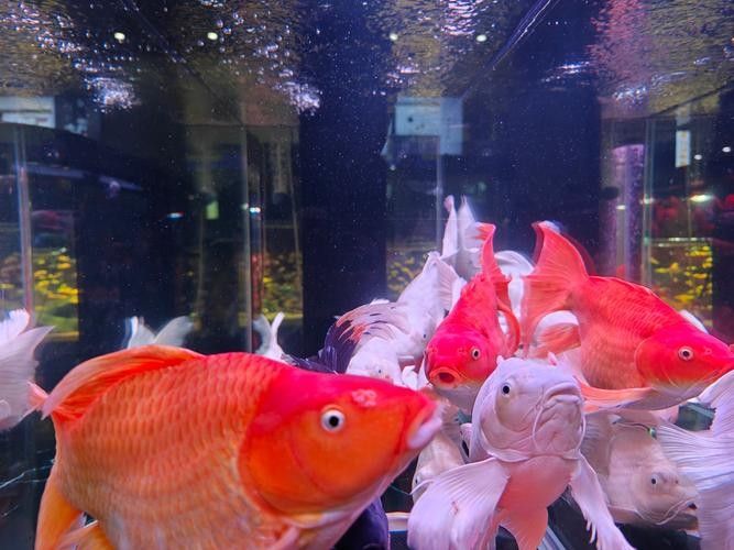 錦鯉和龍魚混養圖片 錦鯉和龍魚混養圖片 龍魚百科 第5張