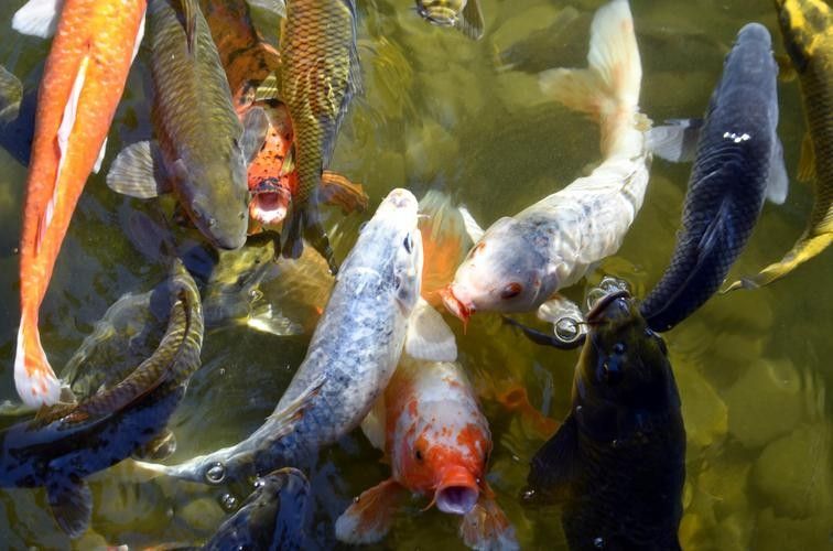 錦鯉和龍魚混養圖片 錦鯉和龍魚混養圖片 龍魚百科 第17張