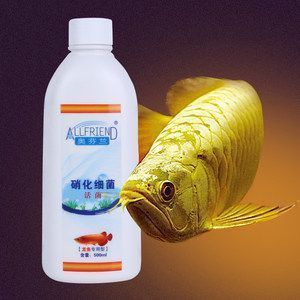 金龍魚不打氧可以嗎：(綠水養金魚需要打氧嗎，綠水養金魚需要打氧嗎