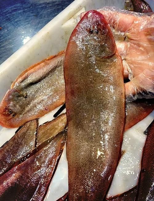 龍利魚長啥樣