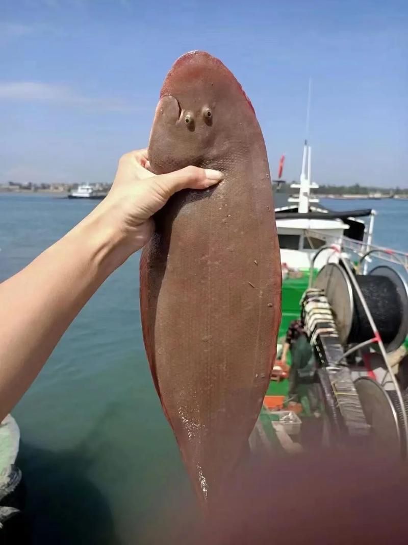 龍利魚長啥樣