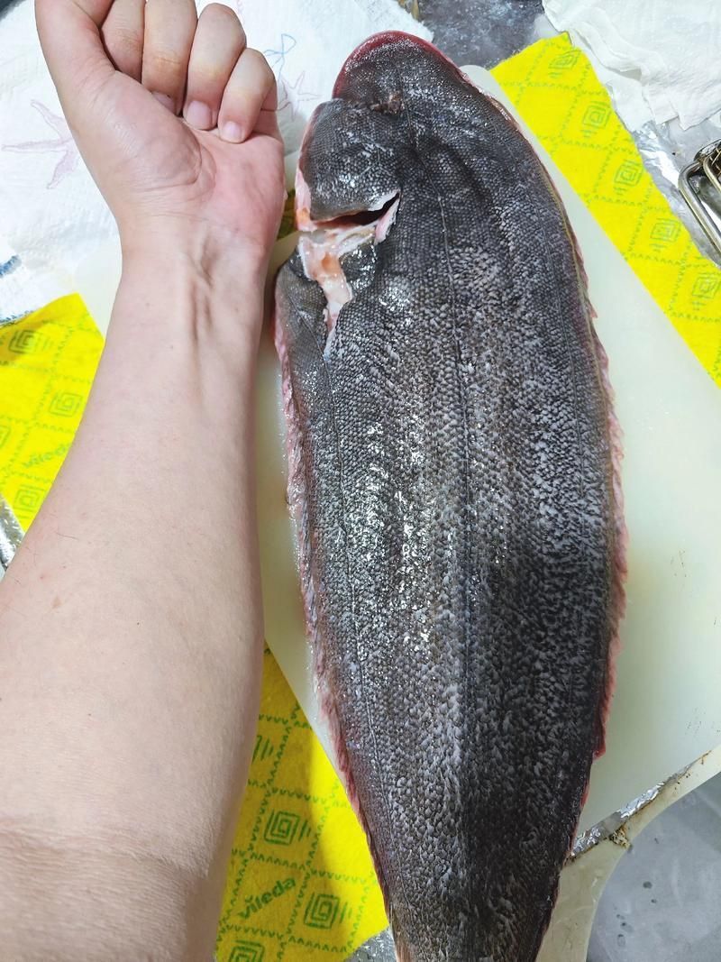 龍利魚長啥樣
