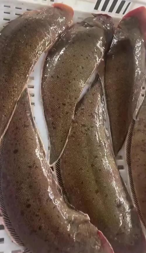 龍利魚長啥樣