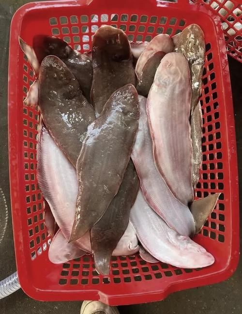 龍利魚長啥樣