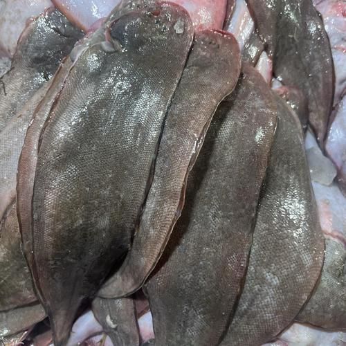 龍利魚長啥樣
