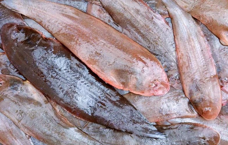 龍利魚長啥樣