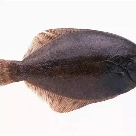 龍利魚長啥樣