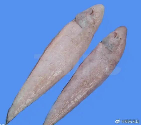 龍利魚長啥樣
