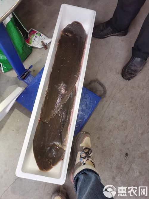 龍利魚長啥樣