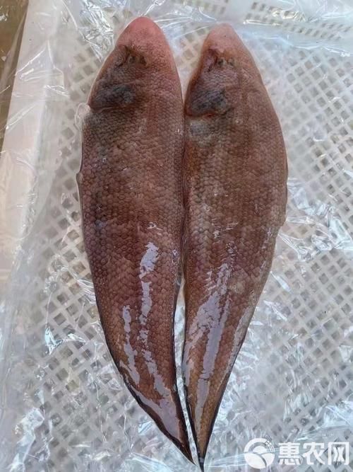 龍利魚長啥樣