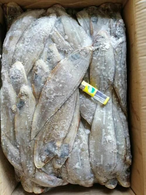 龍利魚長啥樣