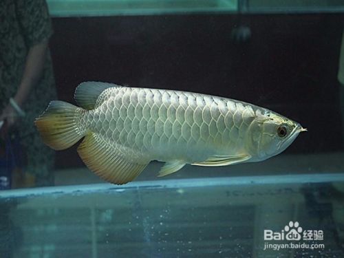 家里適合養(yǎng)銀龍魚(yú)嗎，家養(yǎng)銀龍魚(yú)的注意事項(xiàng)