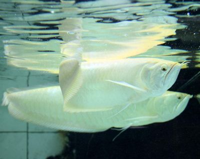 銀龍魚幼魚成長速度如何：銀龍魚幼魚的成長速度在不同階段有所不同