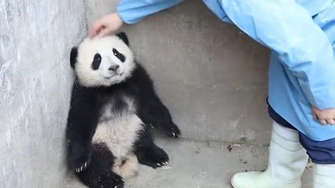 金龍魚一個月大致需要的費用具體費用可能會有所差異：養一條金龍魚一個月大概需要多少錢？