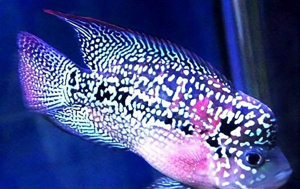 羅漢魚最貴的品種排名