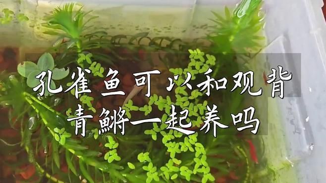 孔雀魚(yú)和青鳉魚(yú)能混養(yǎng)嗎