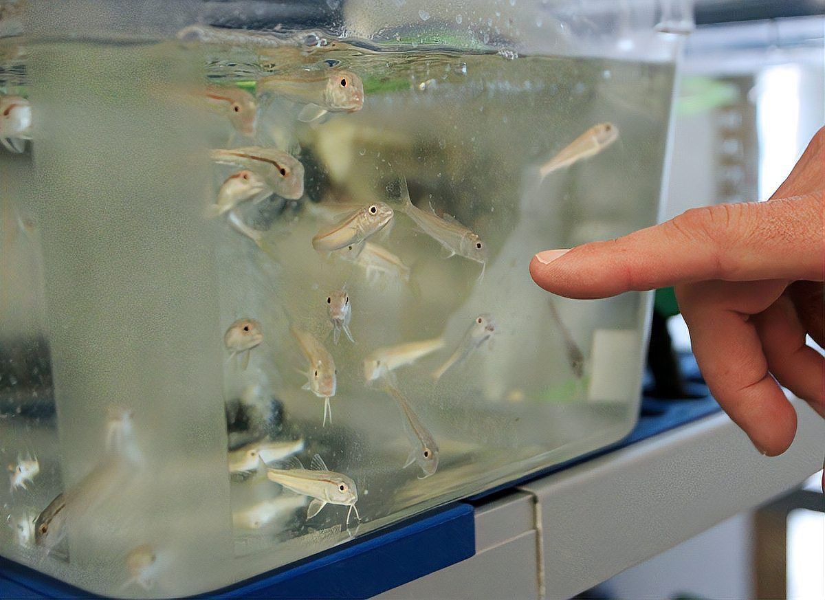 孔雀魚(yú)和青鳉魚(yú)能混養(yǎng)嗎