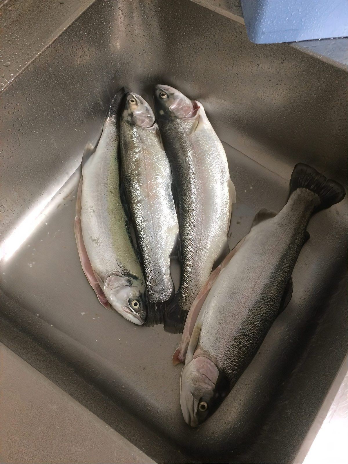 孔雀魚和青鳉魚能混養(yǎng)嗎