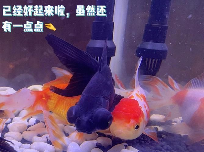 金魚頭上發(fā)白圖片