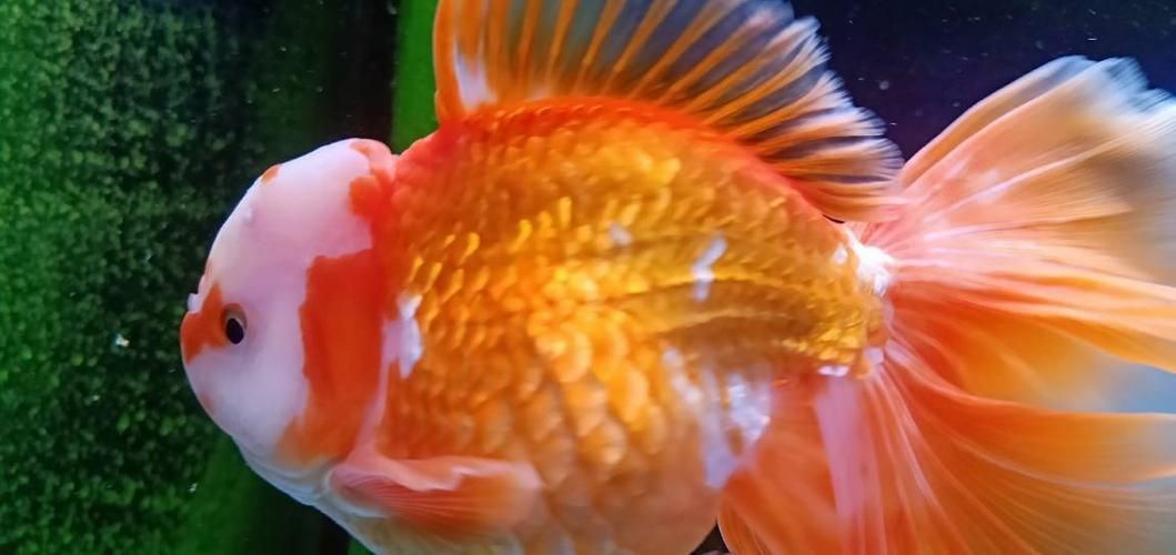 金魚頭上發(fā)白圖片
