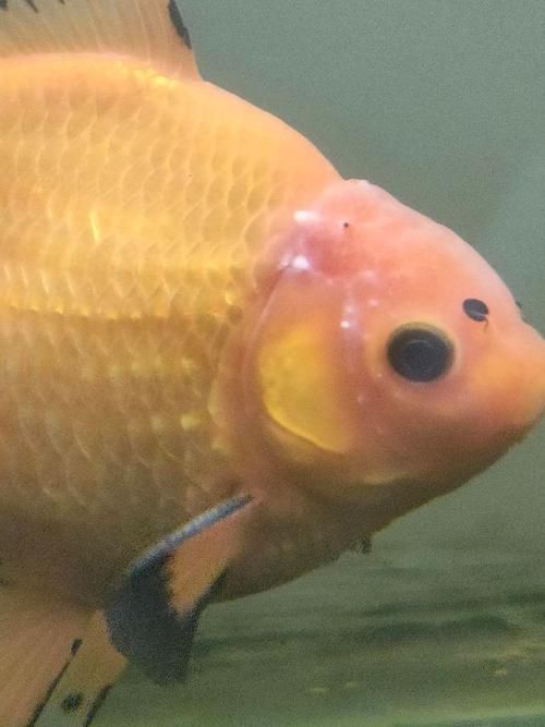 金魚頭上發(fā)白圖片