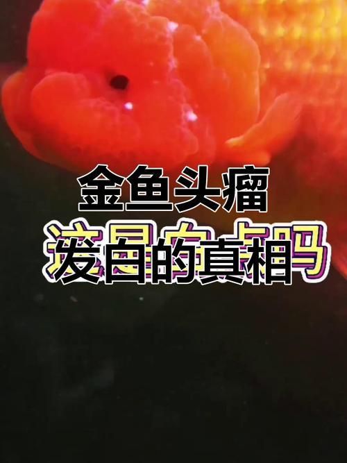 金魚頭上發(fā)白圖片