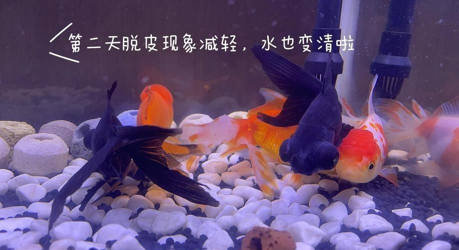 金魚頭上發(fā)白圖片