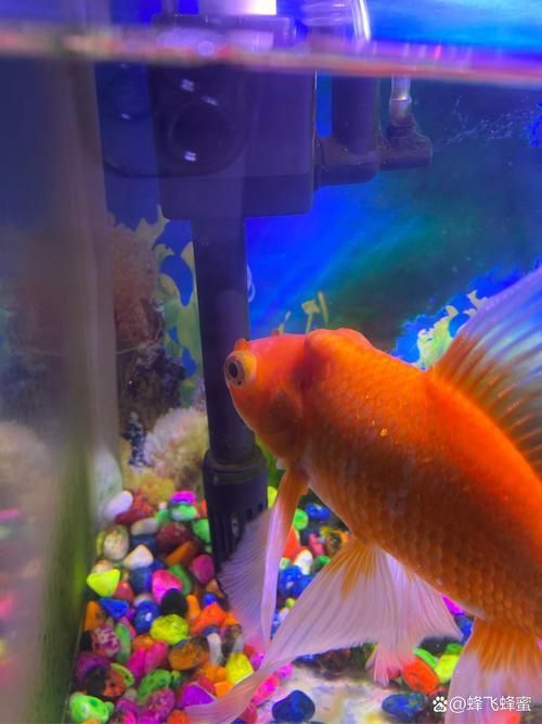金魚頭上發(fā)白圖片