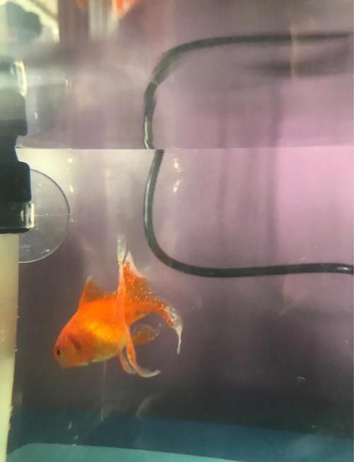 金魚頭上發(fā)白圖片