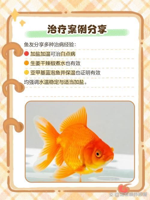 金魚頭上發(fā)白圖片