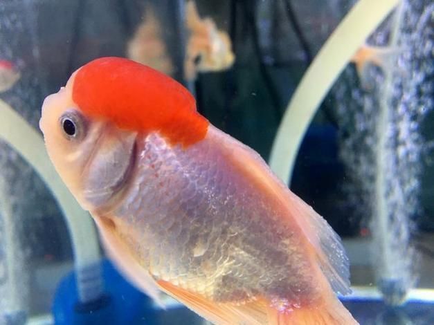 金魚頭上發(fā)白圖片
