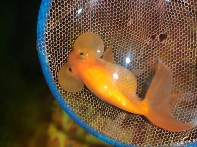 金魚頭上發(fā)白圖片