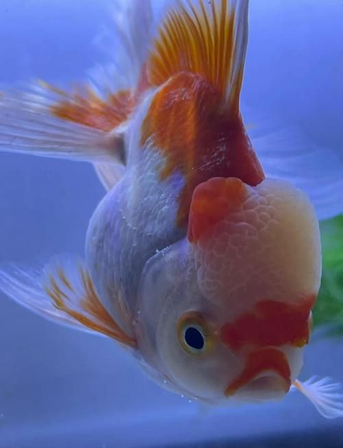 金魚頭上發(fā)白圖片
