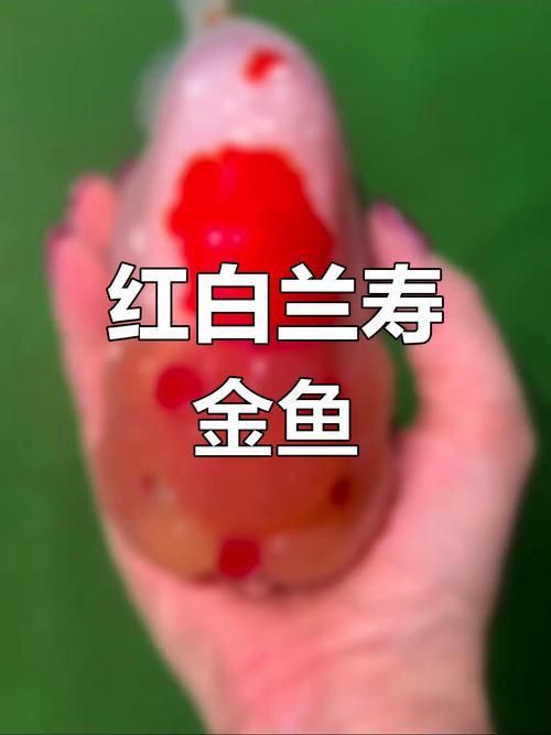 金魚頭上發(fā)白圖片