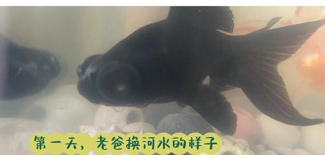 金魚頭上發(fā)白圖片