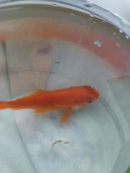 金魚頭上發(fā)白圖片