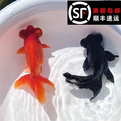 金魚頭上發(fā)白圖片