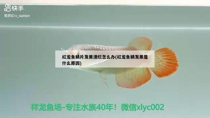 紅龍魚鱗片發黑（紅龍魚鱗片發黑可能由多種原因引起，紅龍魚鱗片發黑的原因及解決方法） 紅龍魚鱗片發黑（紅龍魚鱗片發黑可能由多種原因引起，紅龍魚鱗片發黑的原因及解決方法） 龍魚百科 第4張
