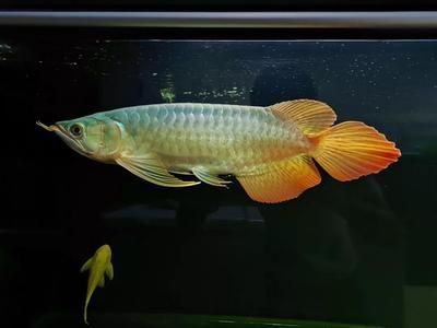 教你幾個簡單挑選好龍魚的好方法（怎么挑選一條高品質(zhì)龍魚？）