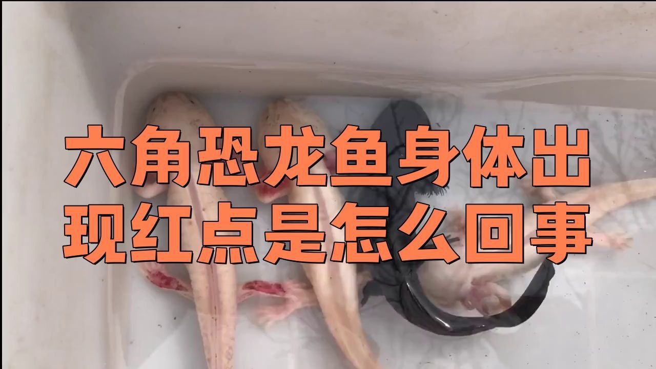 如何判斷六角龍魚是否健康？