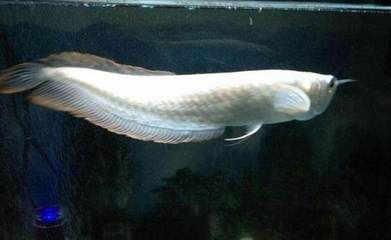 半米長銀龍魚值多少錢（半米長的銀龍魚價格多少錢一條銀龍魚多少錢一條）