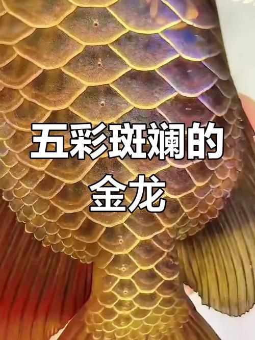 金龍發(fā)色順序圖 金龍發(fā)色順序圖 龍魚(yú)百科 第4張